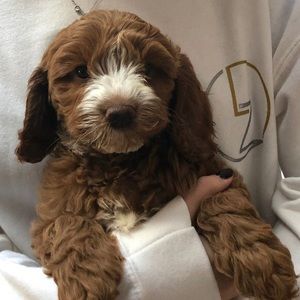 Meet your Posher, Julie